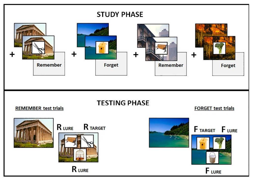 Experimental design: Study Phase (object-scene pairs with Remember/Forget cues) and Testing Phase (REMEMBER and FORGET test trials with targets and lures).